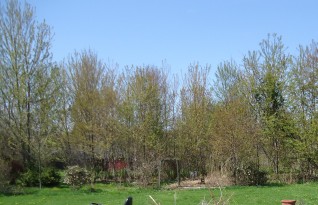 Taken in Spring 2015. Some of these trees started as volunteers in pots, others grew in place and were not removed from the over-all layout.