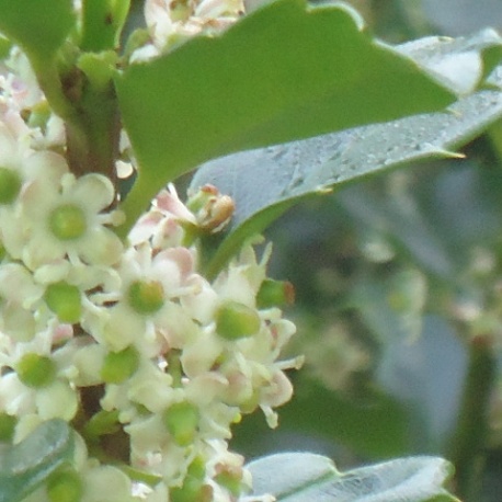 holly flowers
