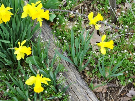 beauties daffodils and log