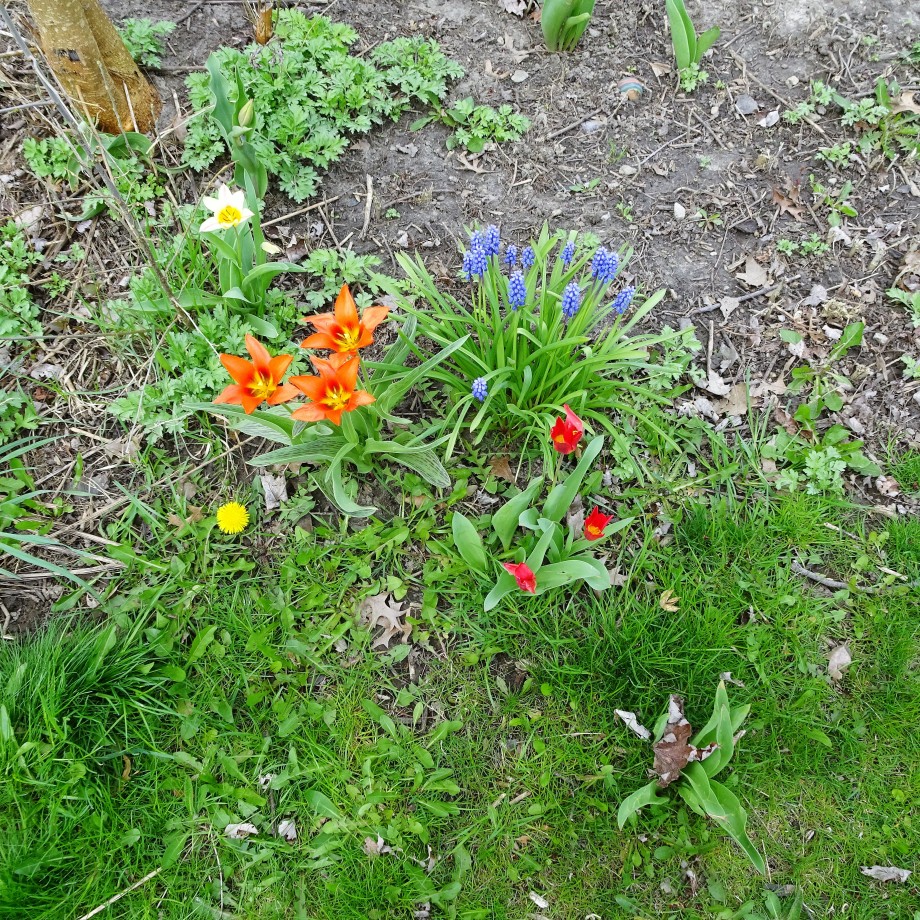 little tulip garden