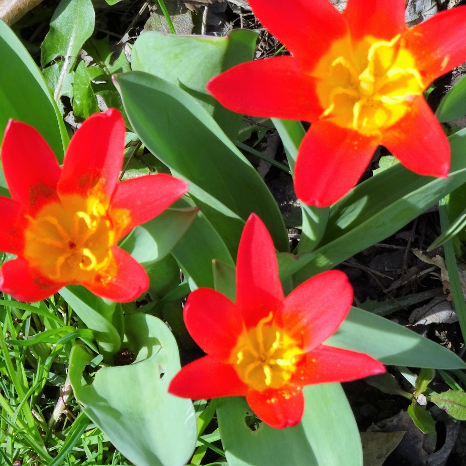 My entry for Cee's Flower of the Week: Tulips. Tiny Tulips, photo from very early last Spring when these Parrot Tulips and a few other little flowers bloomed in my Littles Bed. ©Sometimes, 2017