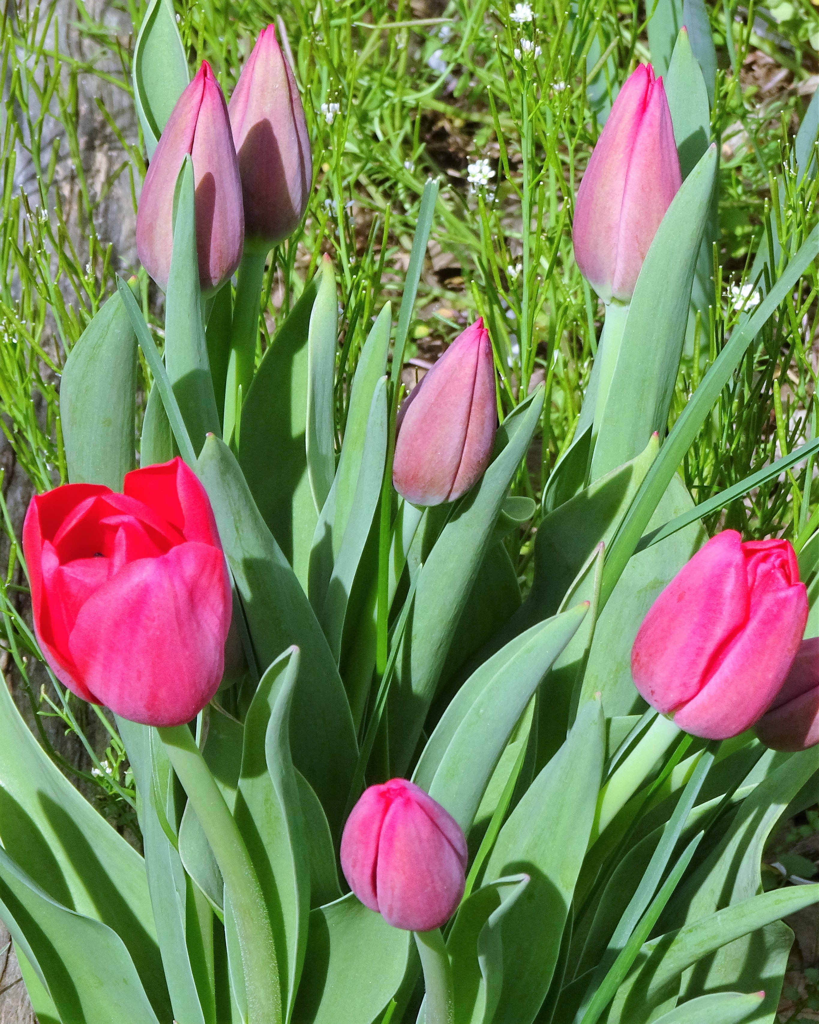 tulips red (1).JPG