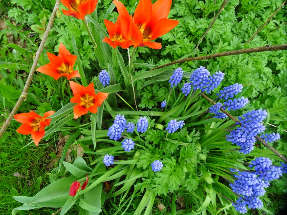 DSC04395 TULIPS AND HYACINTHS